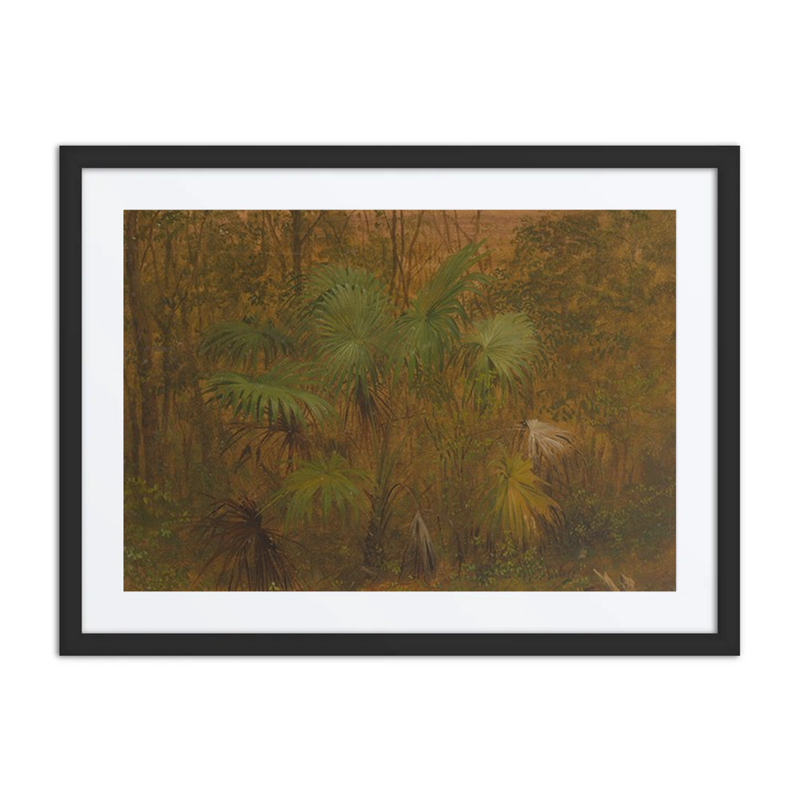 Thatch Palm, Jamaica