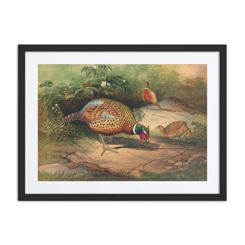 The Chinese Pheasant
