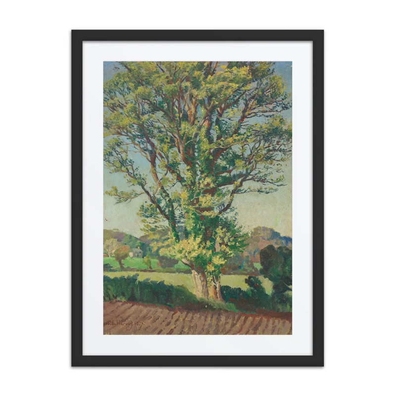 The Elm Tree