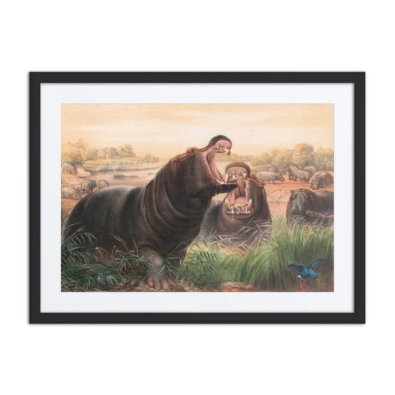 The Hippopotamus