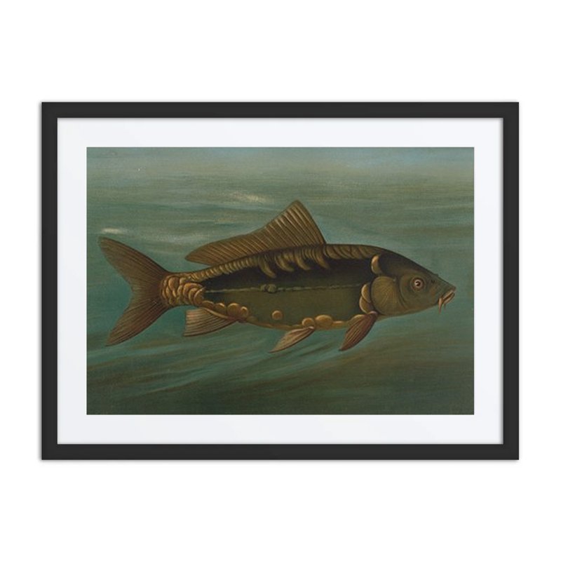 The Mirror Carp, Cyprinus Carpio