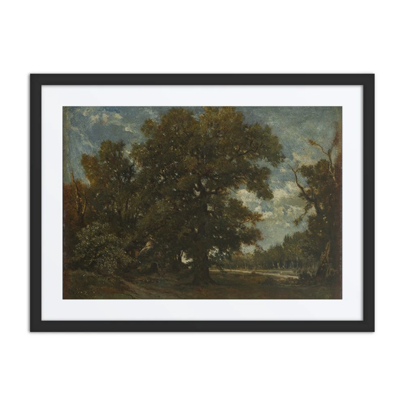 The Oak Tree