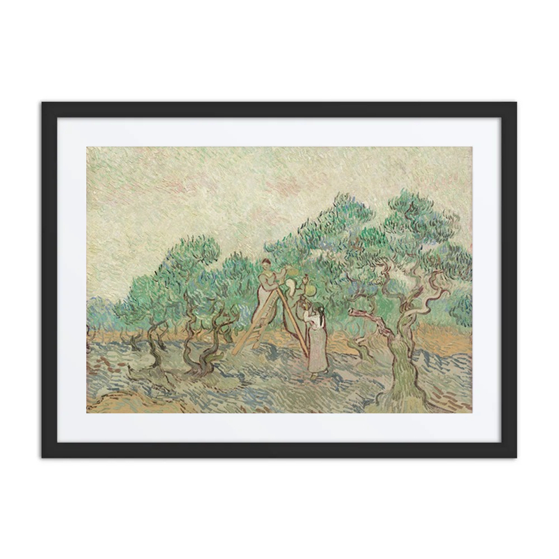 The Olive Orchard