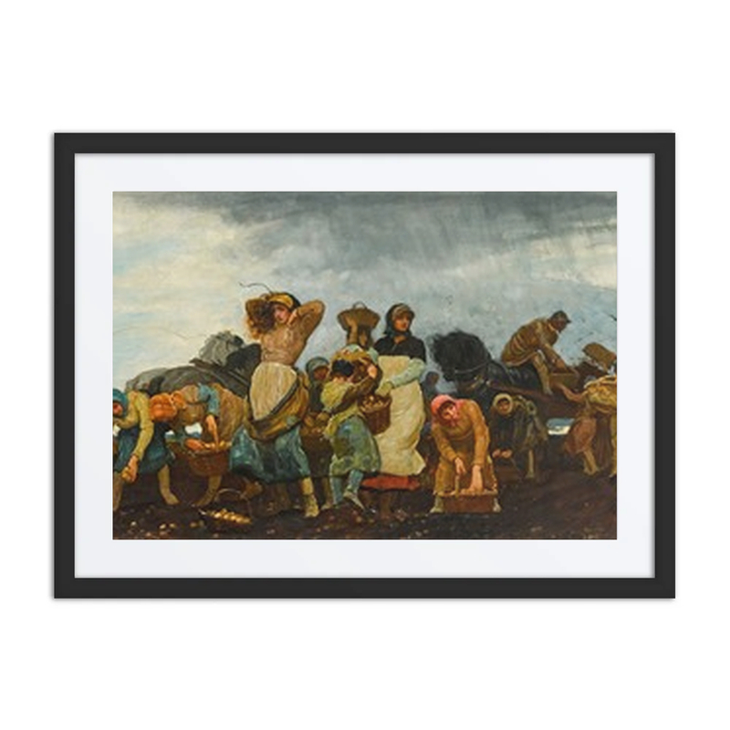 The Potato Harvest in the Fens