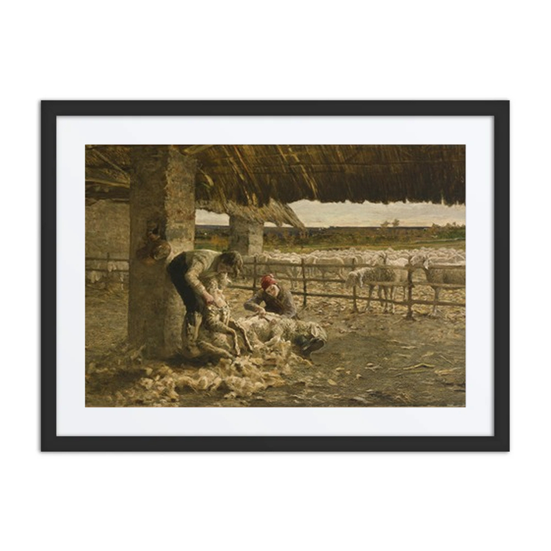 The Sheepshearing