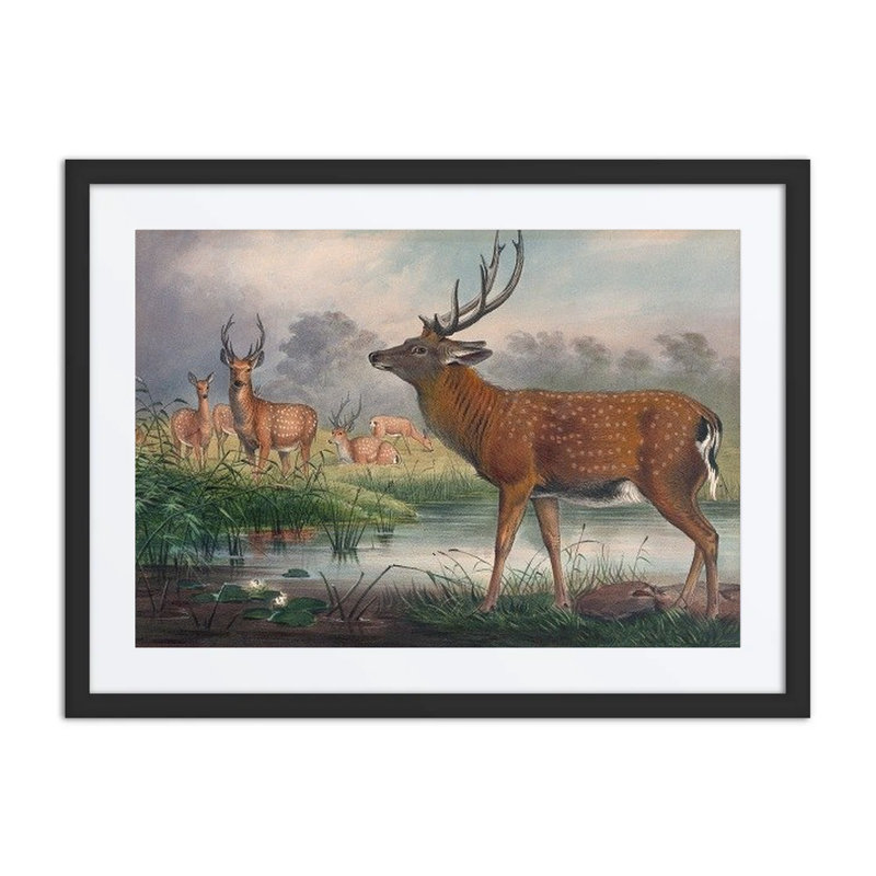 The Sika Deer