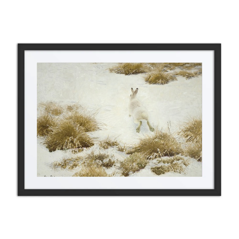 The Snow Hare