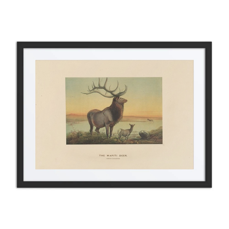 The Wapiti Deer