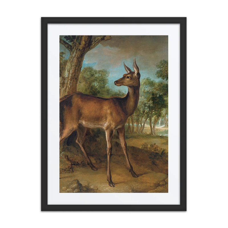 The Watchful Doe