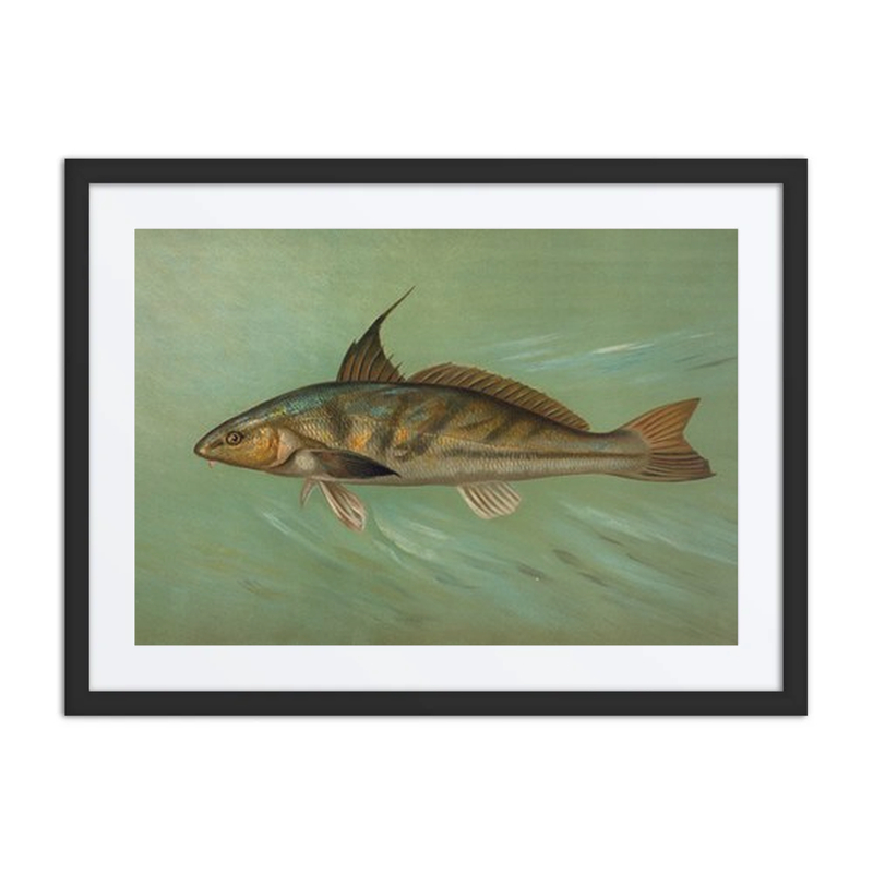 The Weakfish or Squeteague, Cynoscion Regale.