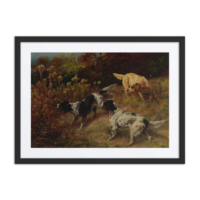 Three Setters on the Hunt
