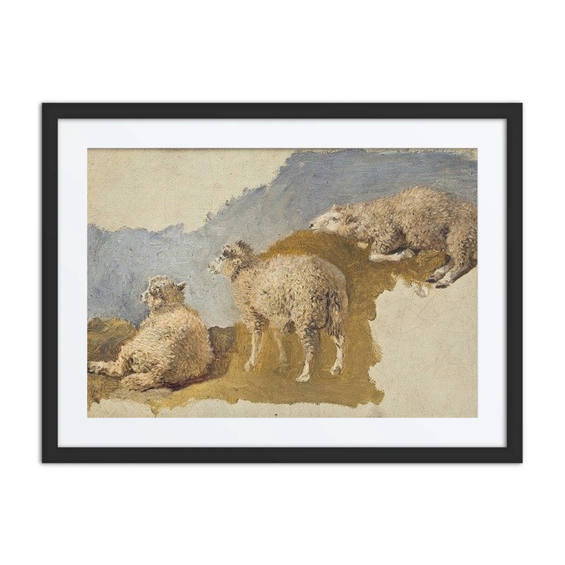 Three Sheep Study
