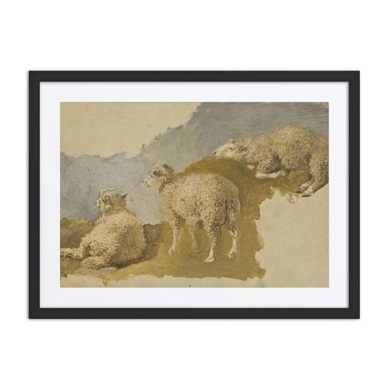 Three Sheep Study