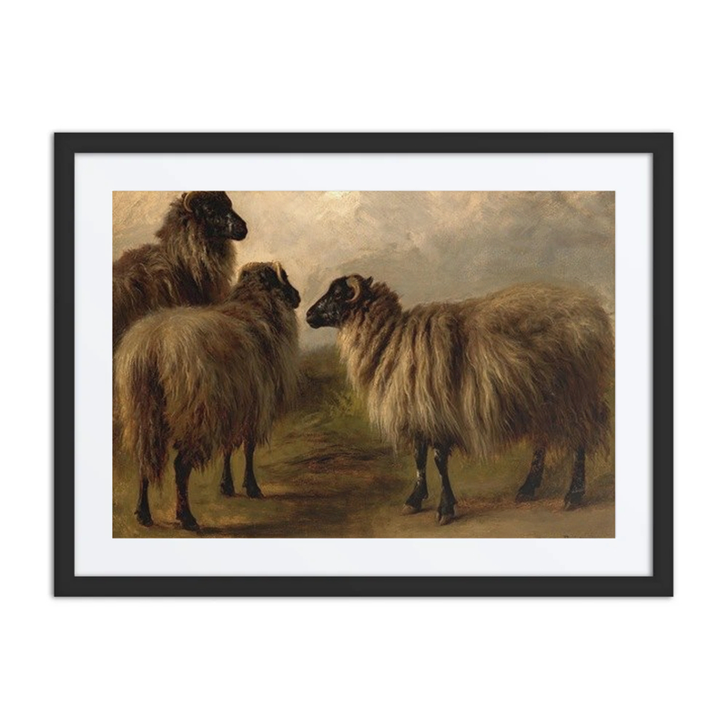 Three Woolly Sheep