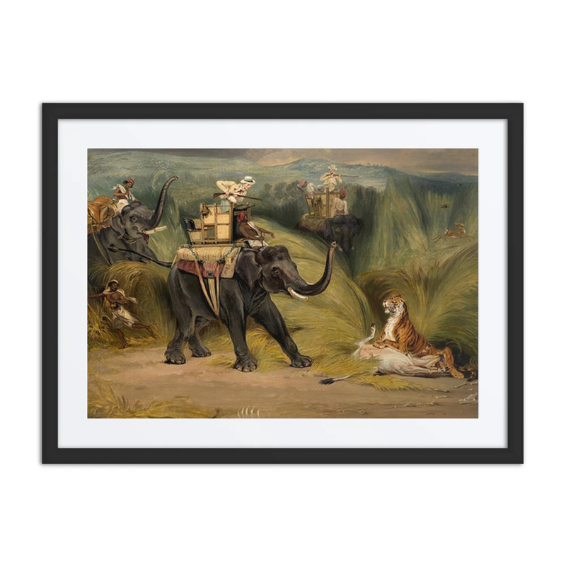 Tiger Hunt from Elephant-Back in India