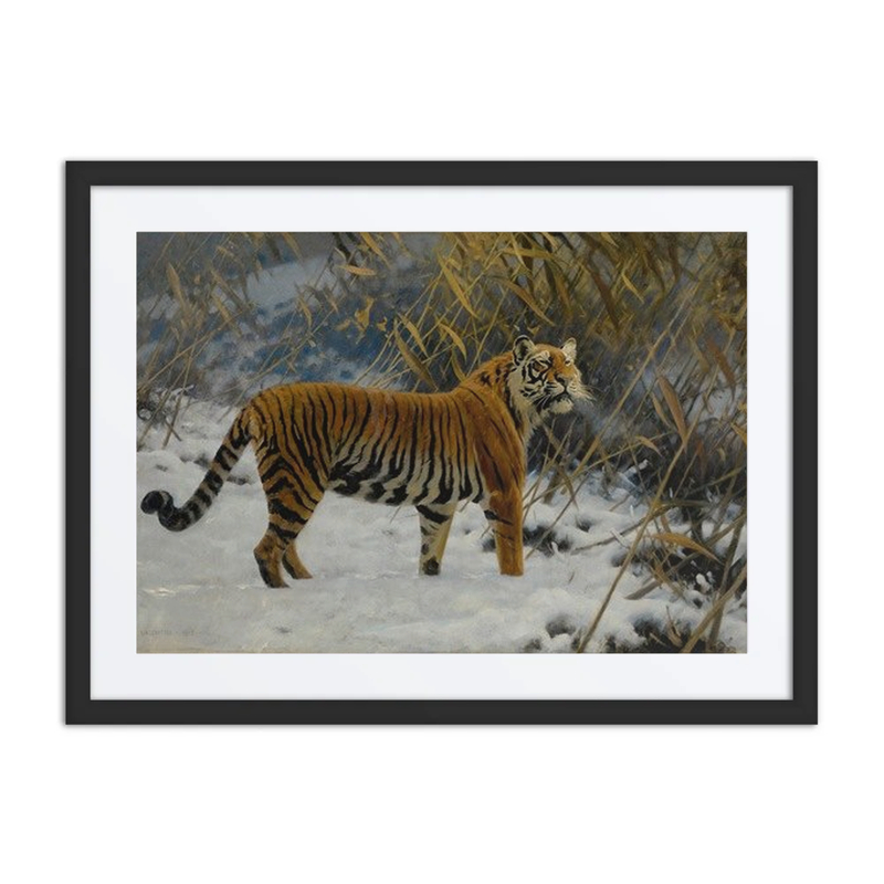 Tiger in Snow