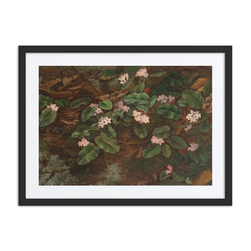 Trailing Arbutus