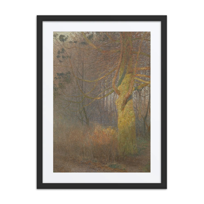 Tree in the Sun