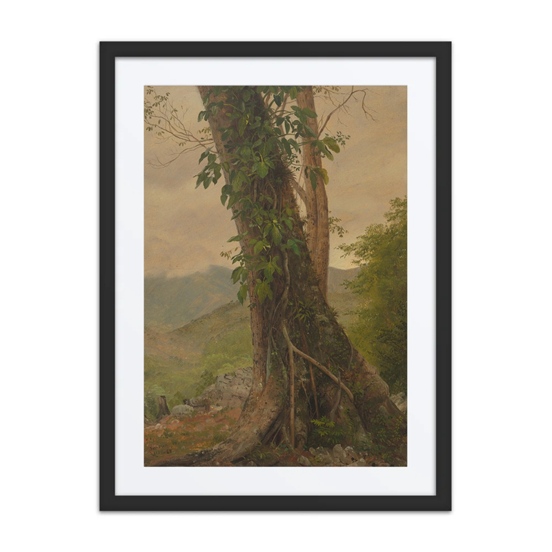 Tree with Vines, Jamaica