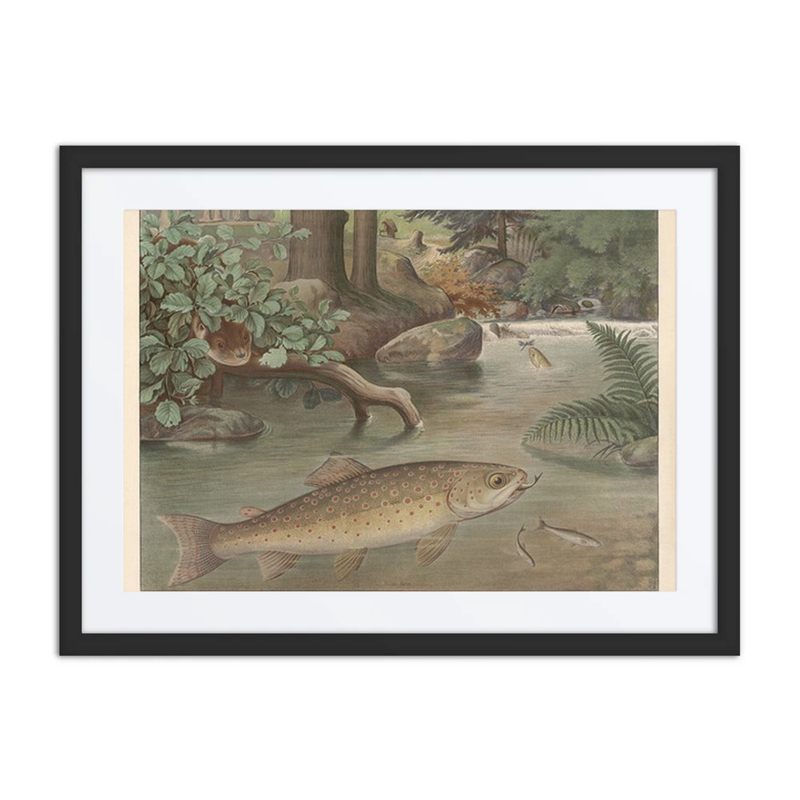 Trout in a Stream