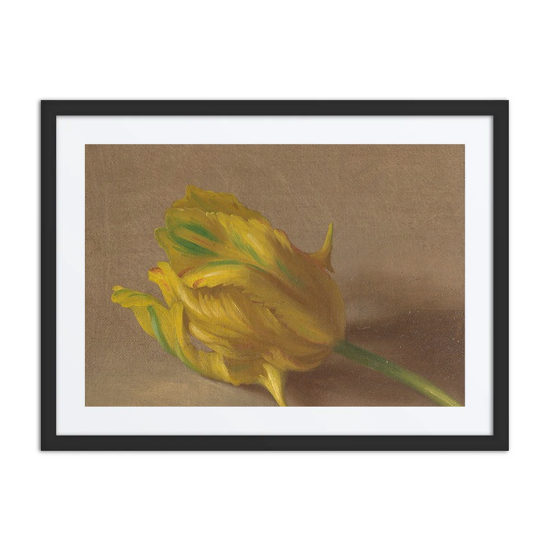 Tulip