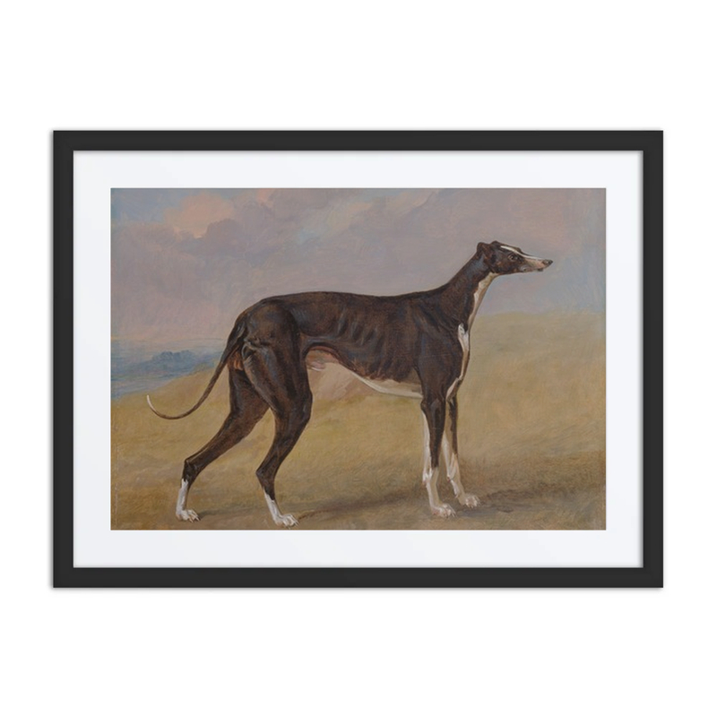 Turk, a Greyhound