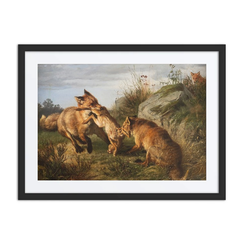 Two Foxes Fighting for Prey
