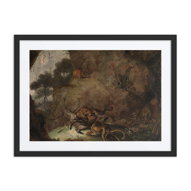 Two Tigers Attacking a Deer