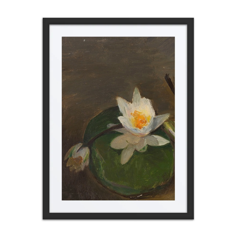 Two Water Lilies