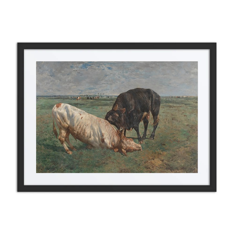 Two Young Bulls Fighting