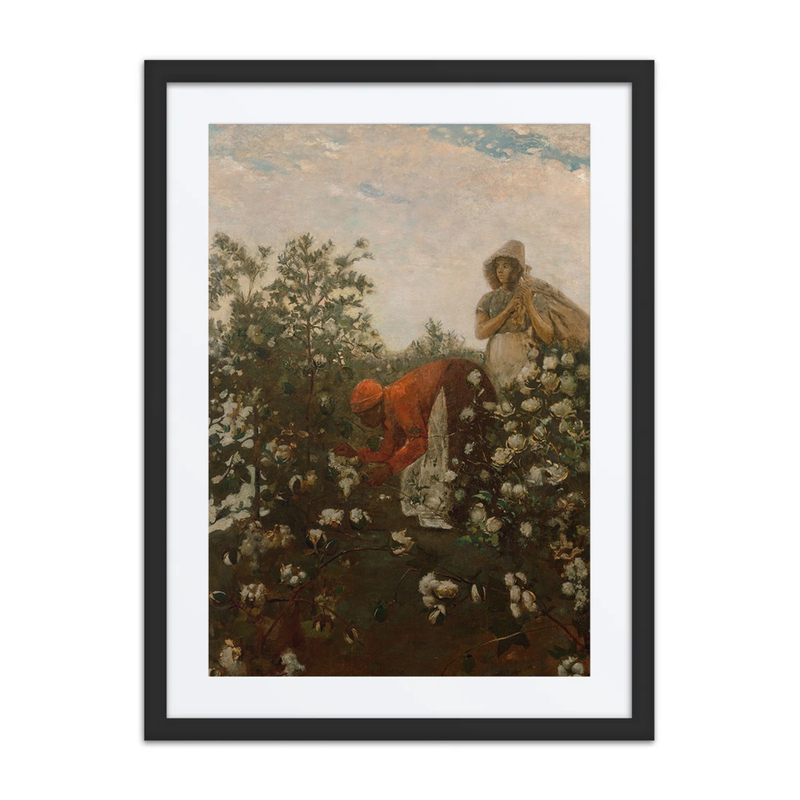 Upland Cotton