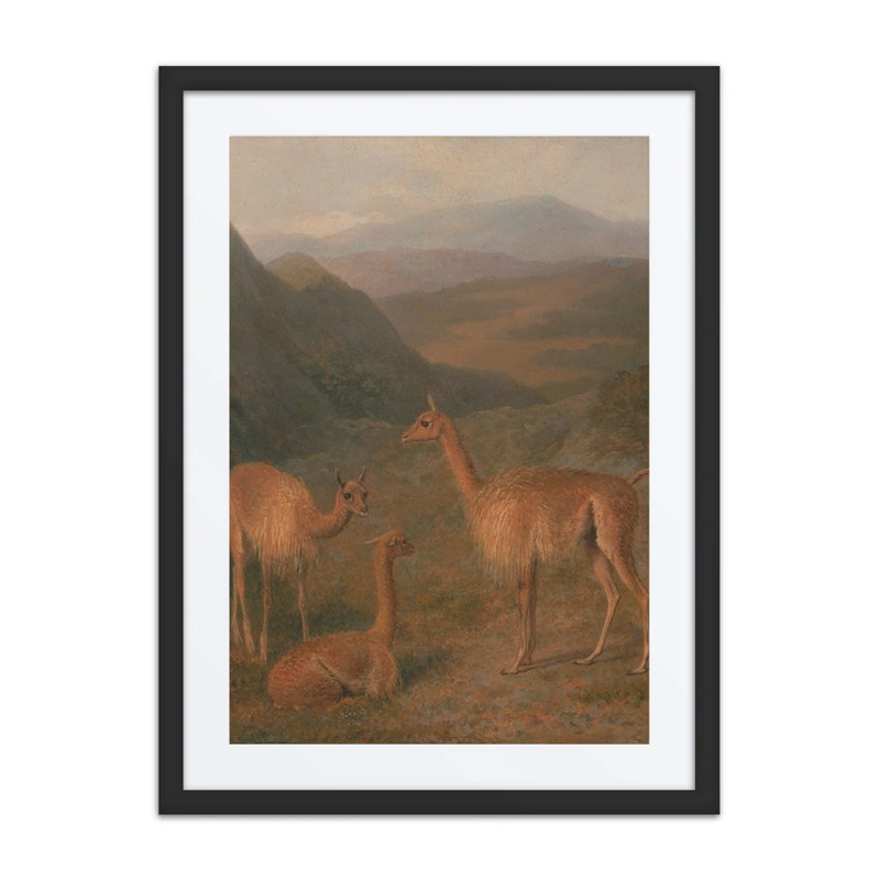 Vicunas