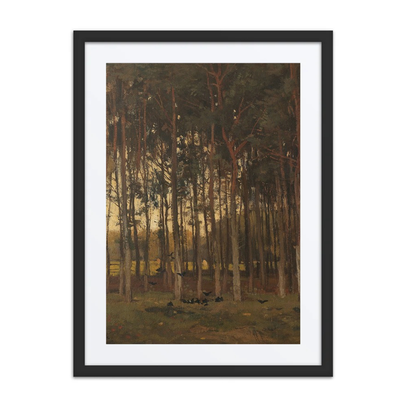 View in the Woods