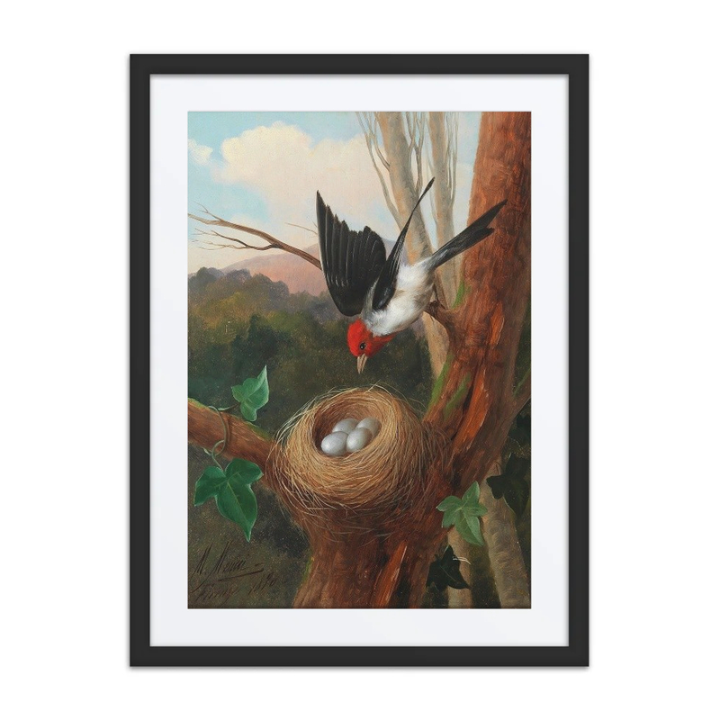 Vogel Bei Seinem Nest