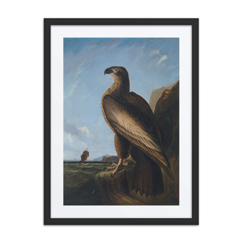 Washington Sea Eagle