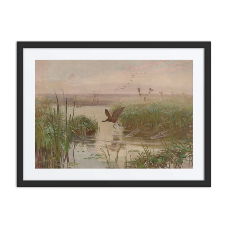 Water Hen