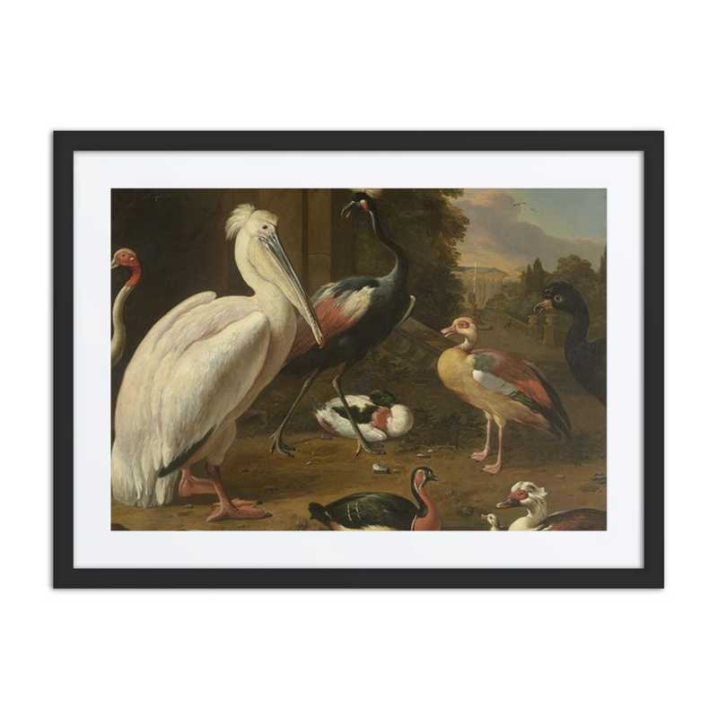 Waterfowl