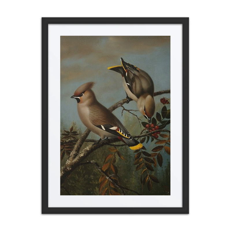 Waxwings on Rowan