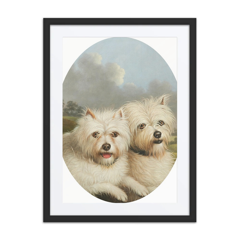 West Highland Terriers