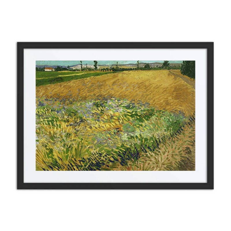 Wheat Field