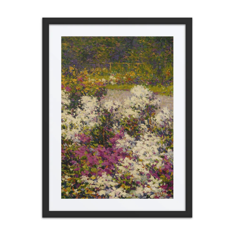 White Phlox