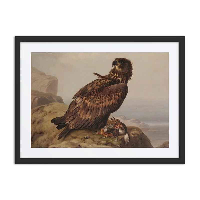 White-Tailed Eagle with Prey