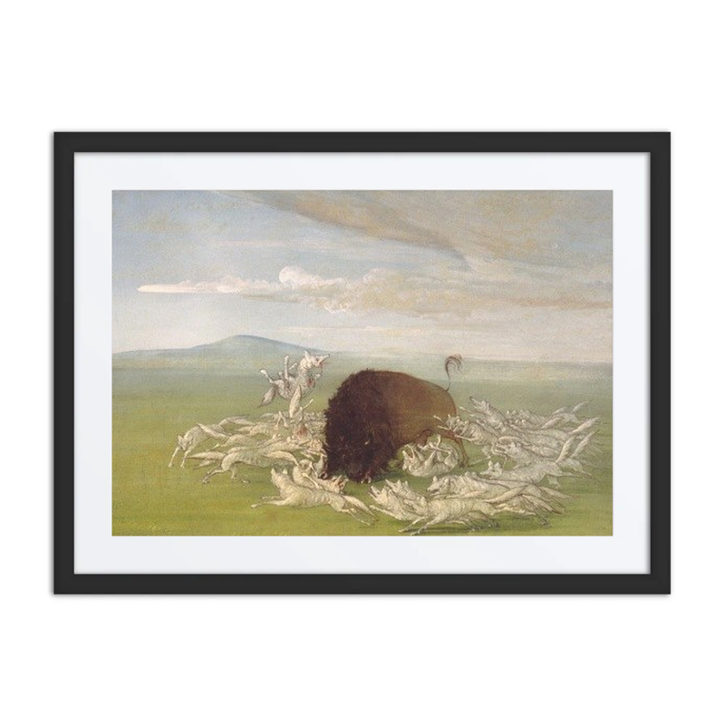 White Wolves Attacking a Buffalo Bull