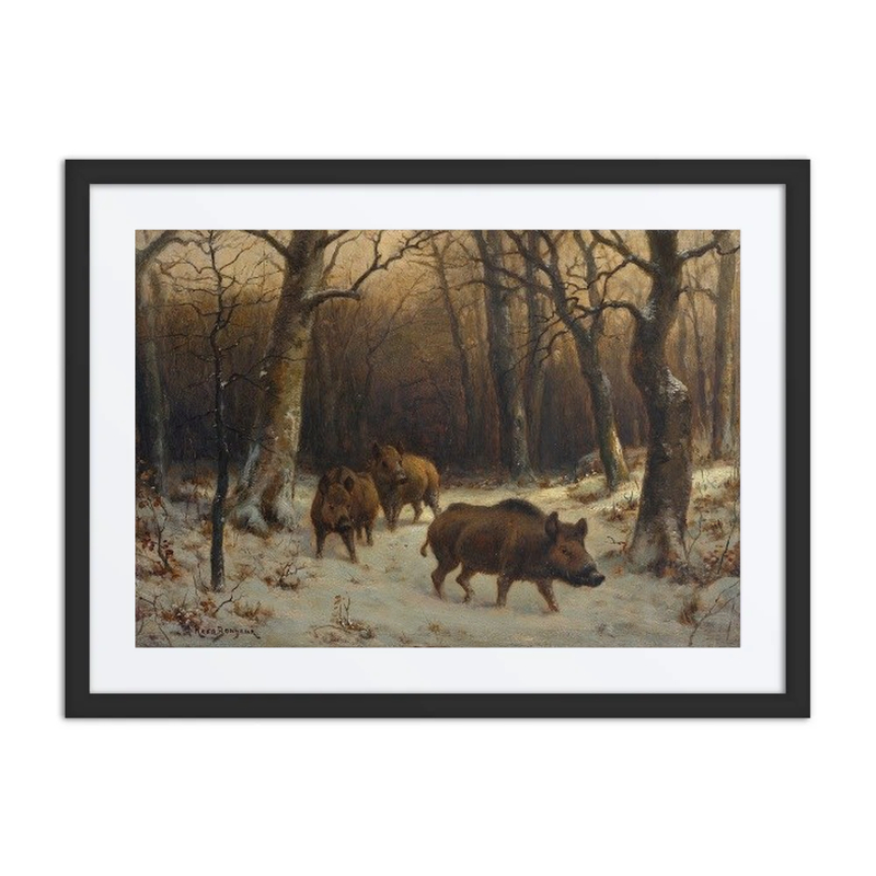 Wild Boars in the Snow