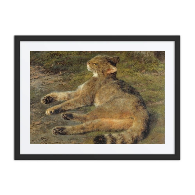 Wild Cat