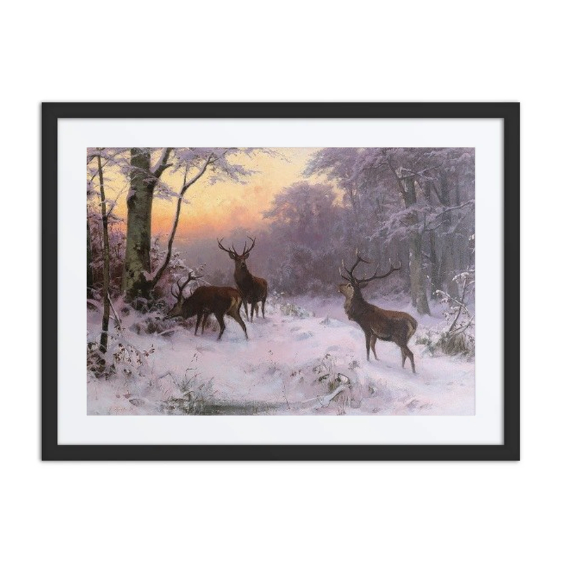Wild Im Winterwald