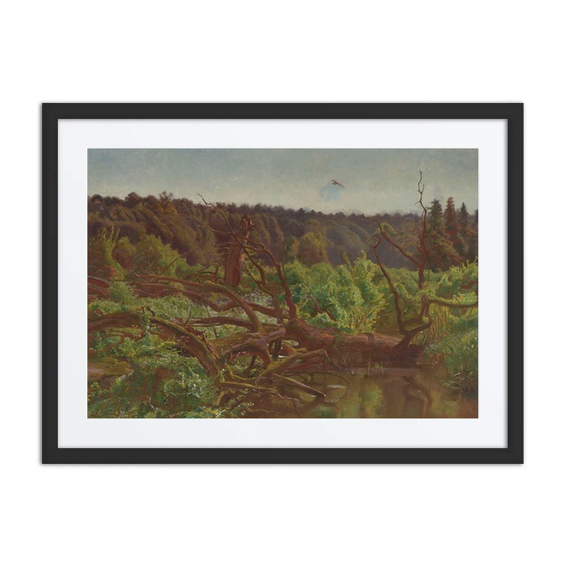 Wilderness; Forest Windfalls