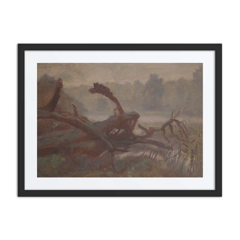 Wilderness; Forest Windfalls