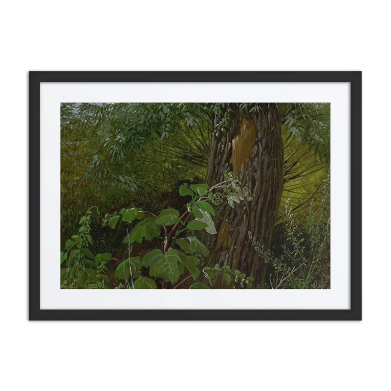 Willow Trunk with Undergrowth