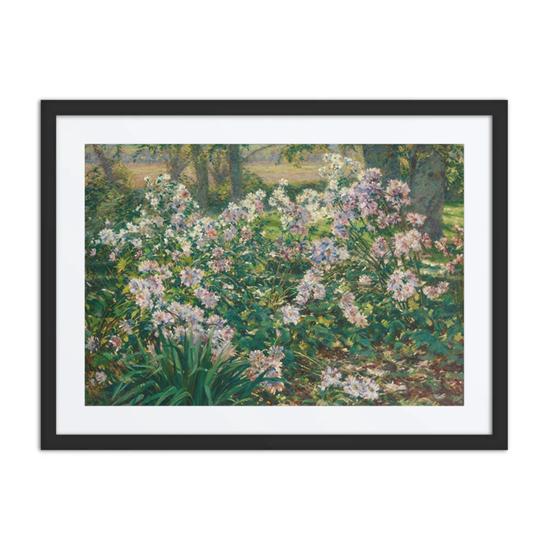 Windflowers